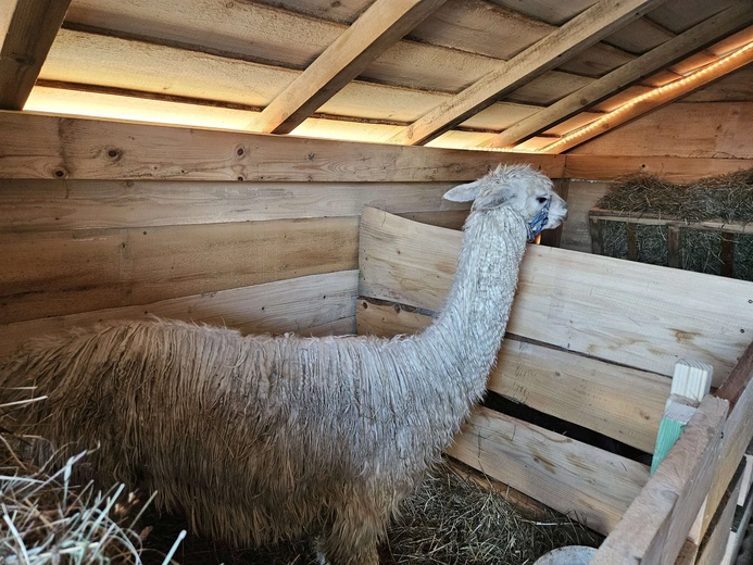 Żywa szopka w Niedźwiedzy