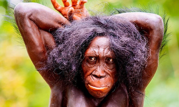 Australopitek (rekonstrukcja)