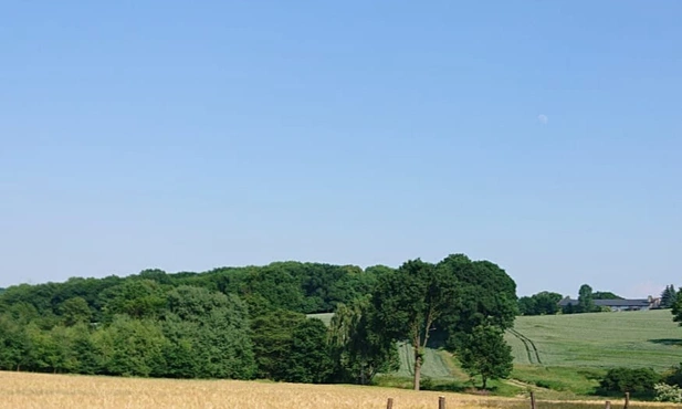 Pszów. Wycinka starych dębów. Sprzeciw mieszkańców