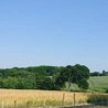 Pszów. Wycinka starych dębów. Sprzeciw mieszkańców