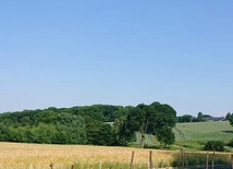 Pszów. Wycinka starych dębów. Sprzeciw mieszkańców