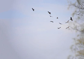 Wyjątkowe położenie Izraela sprawia,  że to jedno z niewielu miejsc, kiedy w jednym momencie można na niebie zobaczyć niezliczone  ilości drapieżników