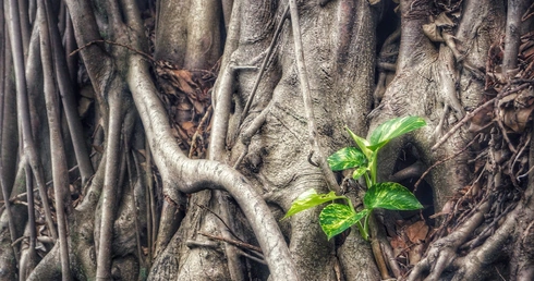 Fundacja "Radość Ewangelii" zaprasza