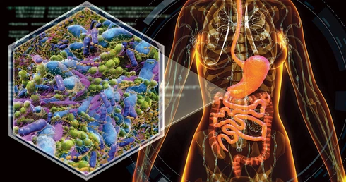 Jelita – narząd do zadań specjalnych. Co warto wiedzieć na ich temat?