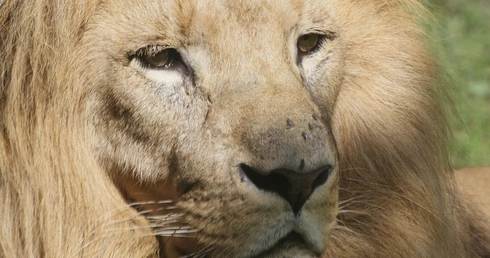 Drastyczny spadek populacji lwów 