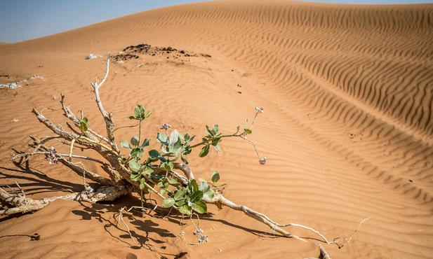 Jak żyć według Ojców Pustyni?