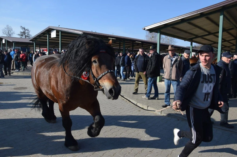 Skaryszew stolicą koni