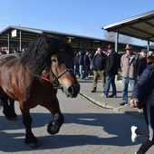 Skaryszew stolicą koni