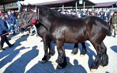 	Podziwiano konie ras wielkopolskiej, śląskiej, szlacheckiej i zimnokrwistej.