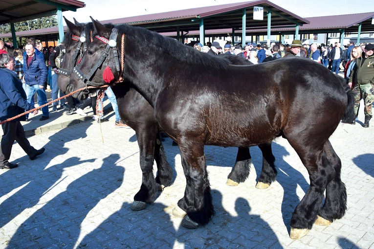 	Podziwiano konie ras wielkopolskiej, śląskiej, szlacheckiej i zimnokrwistej.