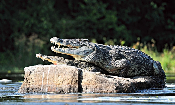 Krokodyl nilowy – drugi co do wielkości krokodyl świata. W czasach, gdy spisywano Pismo Święte, występował aż do ujścia Nilu, znacznie dalej niż obecnie