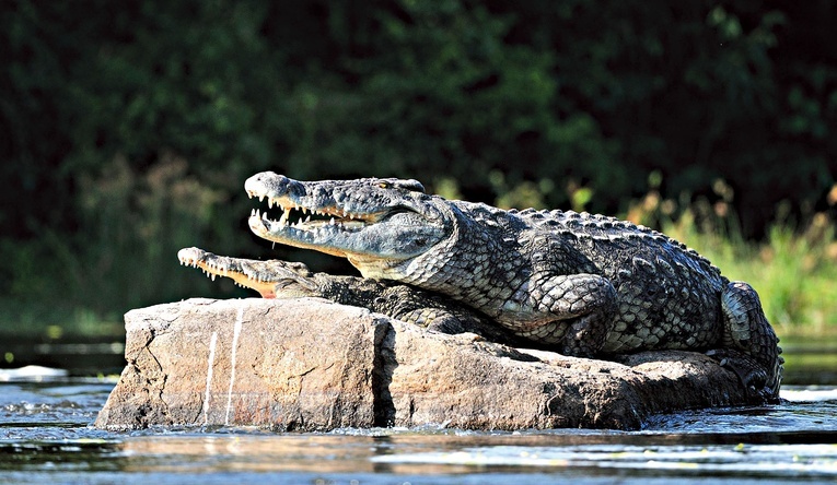 Krokodyl nilowy – drugi co do wielkości krokodyl świata. W czasach, gdy spisywano Pismo Święte, występował aż do ujścia Nilu, znacznie dalej niż obecnie