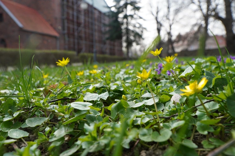 Małujowice. Pod znakiem muszli i troski o życie