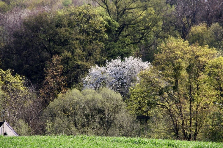 Kwitnące aleje czereśniowe wokół Góry Świętej Anny - 2025