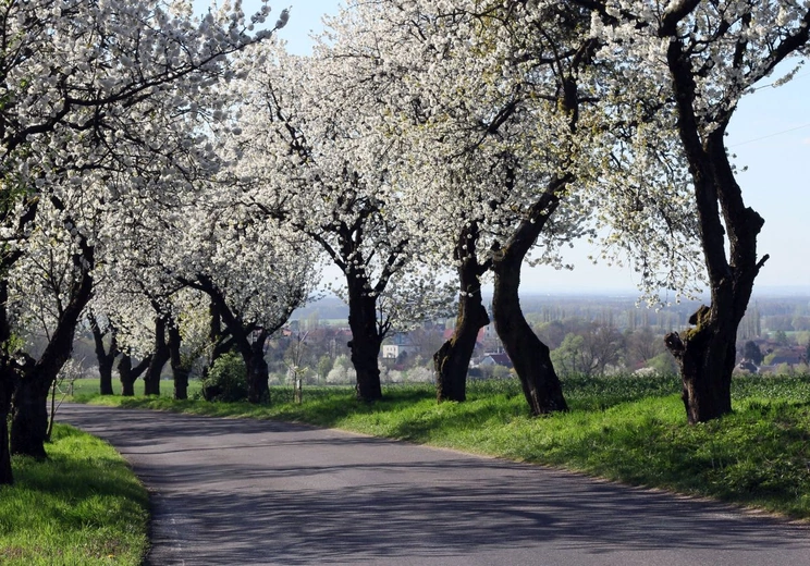 Kwitnące aleje czereśniowe wokół Góry Świętej Anny - 2025