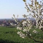 Kwitnące aleje czereśniowe wokół Góry Świętej Anny - 2025