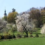Kwitnące aleje czereśniowe wokół Góry Świętej Anny - 2025