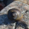 Śllimak Littorina