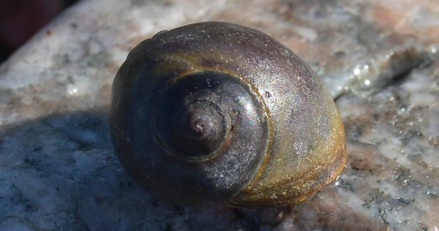 Śllimak Littorina
