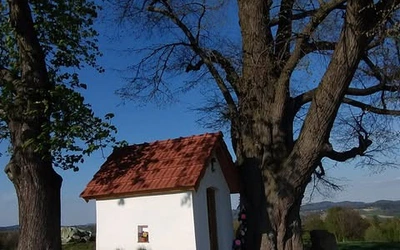 Korzenie Czasu. Opowieść o starej lipie i kapliczce pod jej skrzydłami 