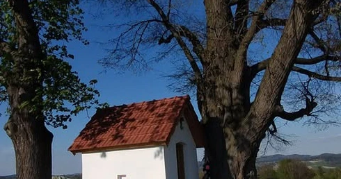 Korzenie Czasu. Opowieść o starej lipie i kapliczce pod jej skrzydłami 