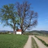 Korzenie czasu