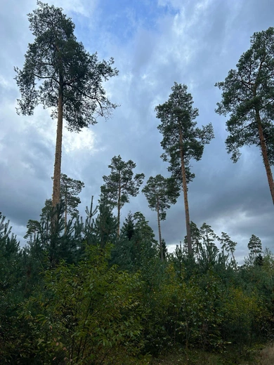 Ślady Stwórcy w lesie