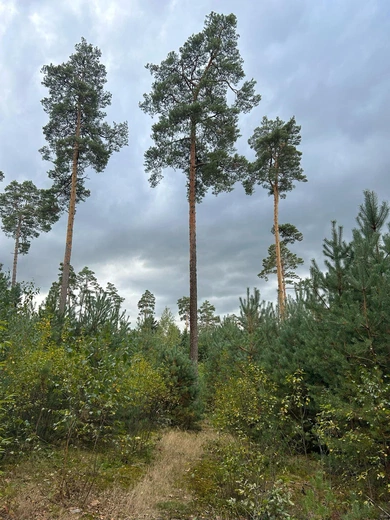 Ślady Stwórcy w lesie