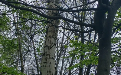 Drzewa jako symbol trwałości i duchowego zakorzenienia