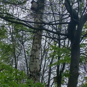Drzewa jako symbol trwałości i duchowego zakorzenienia
