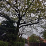 Drzewa jako symbol trwałości