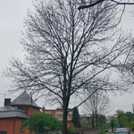 Drzewa jako symbol trwałości