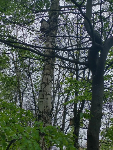 Drzewa jako symbol trwałości