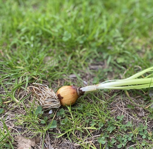 Kwiat ludzkiego życia
