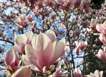 Oplatające nas piękno