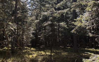 Gdy natura przemawia szeptem