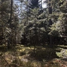 Gdy natura przemawia szeptem