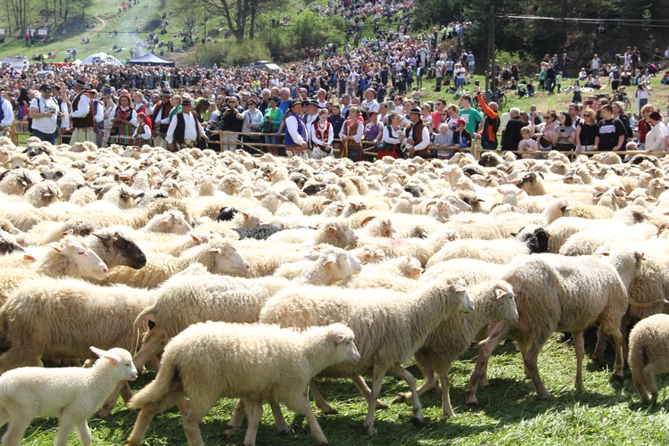 Błogosławieństwo owiec w Jaworkach
