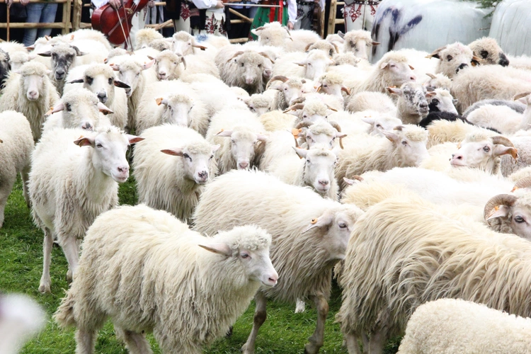 Błogosławieństwo owiec w Jaworkach