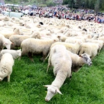 Błogosławieństwo owiec w Jaworkach