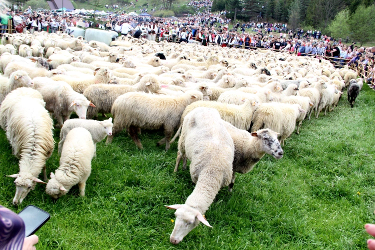 Błogosławieństwo owiec w Jaworkach