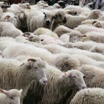 Błogosławieństwo owiec w Jaworkach
