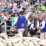 Błogosławieństwo owiec w Jaworkach