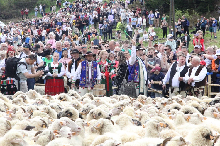 Błogosławieństwo owiec w Jaworkach