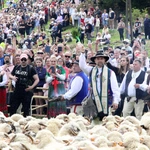 Błogosławieństwo owiec w Jaworkach