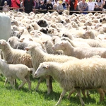 Błogosławieństwo owiec w Jaworkach