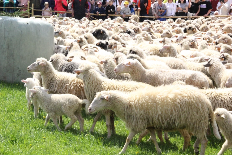 Błogosławieństwo owiec w Jaworkach