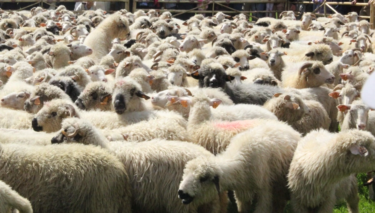 Błogosławieństwo owiec w Jaworkach