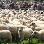 Błogosławieństwo owiec w Jaworkach