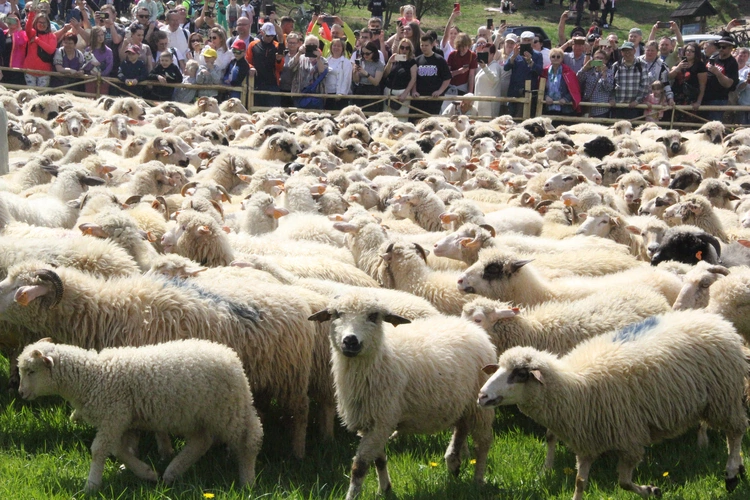 Błogosławieństwo owiec w Jaworkach